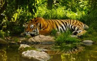 tiger drinking water