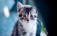 cute kitten