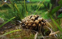 pine cone