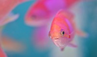 pink fish