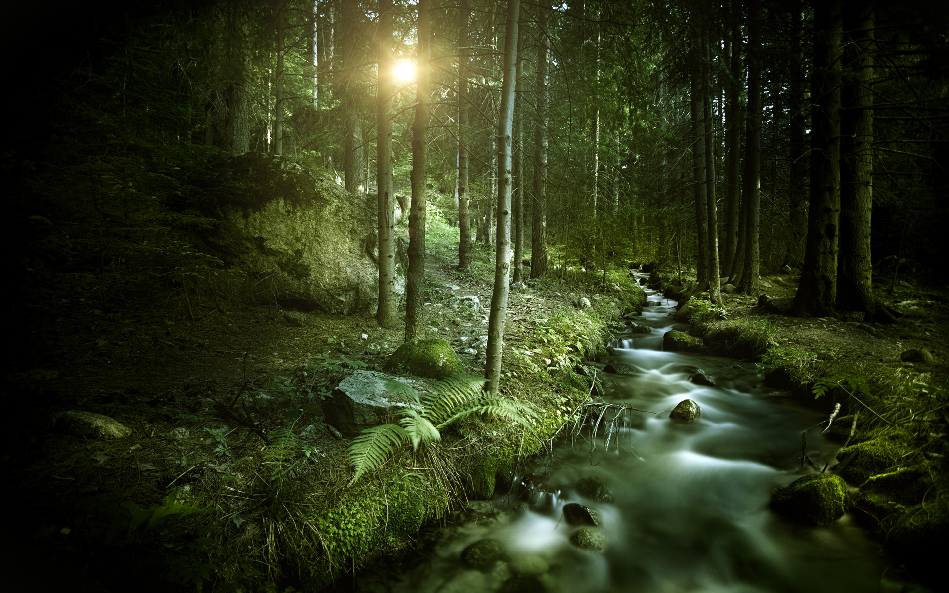 windows 8 forests wallpapers 10