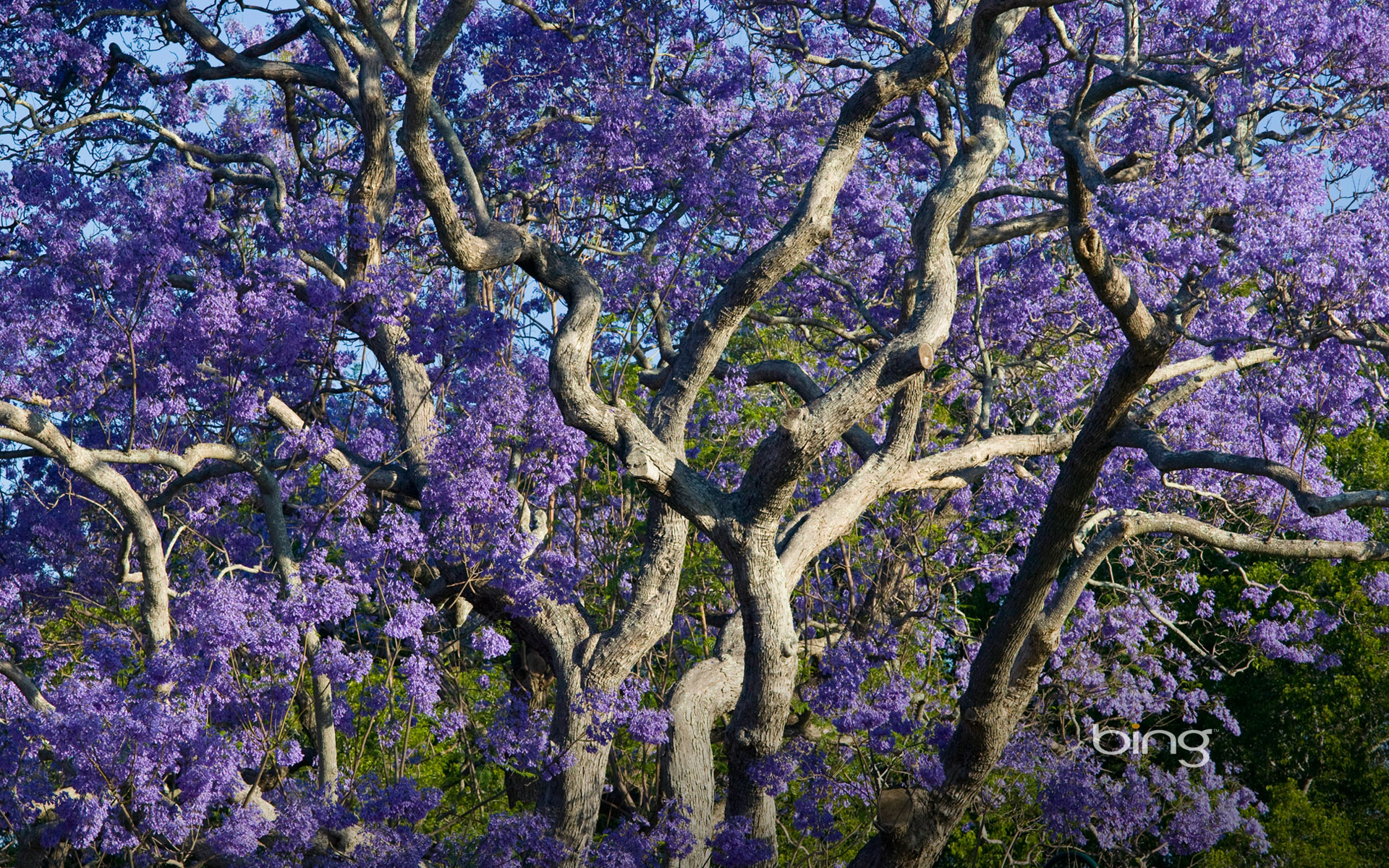 Blooming Jacaranda Trees in New Farm Park, Brisbane, Queensland