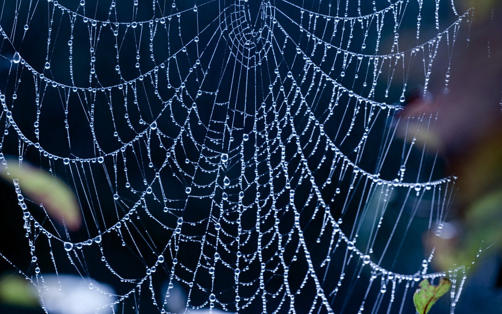 hd wet spider web wallpaper