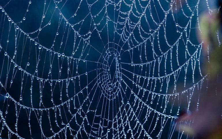 hd wet spider web wallpaper