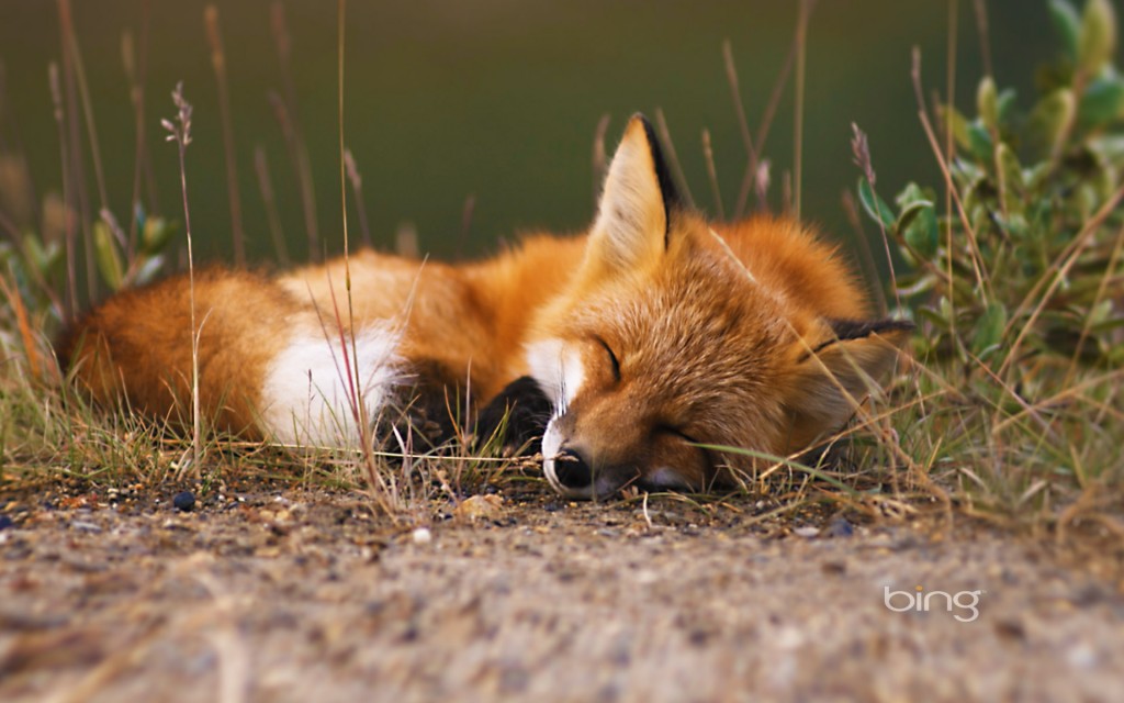 Red fox, Alaska