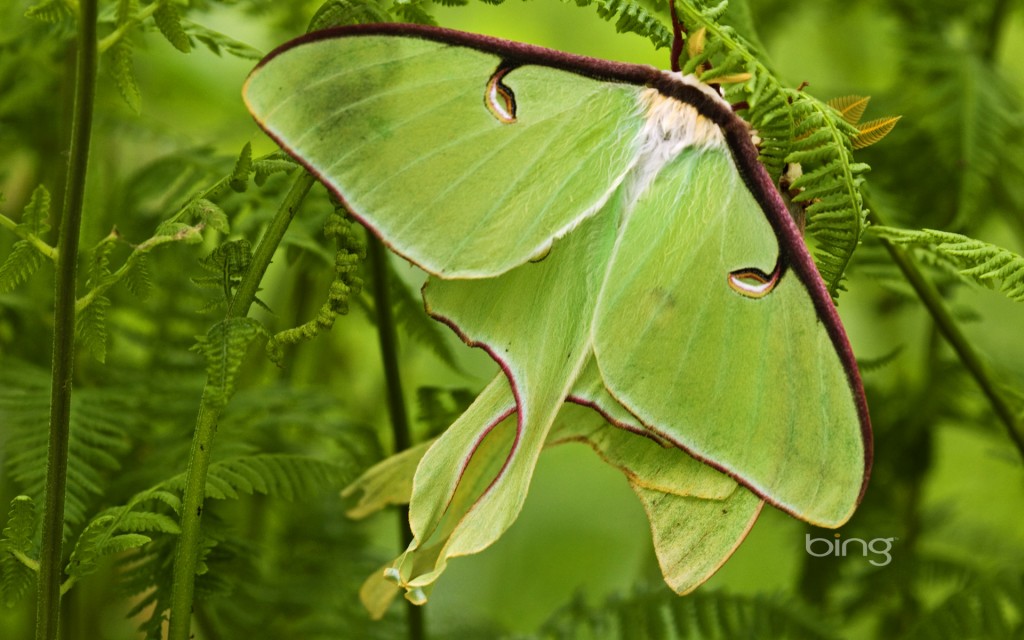 Luna moths among hay-scented ferns, Lively, Ontario, Canada