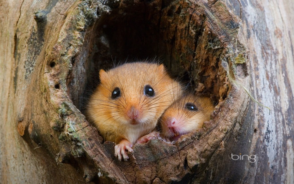 Dormice nesting in Normandy, France