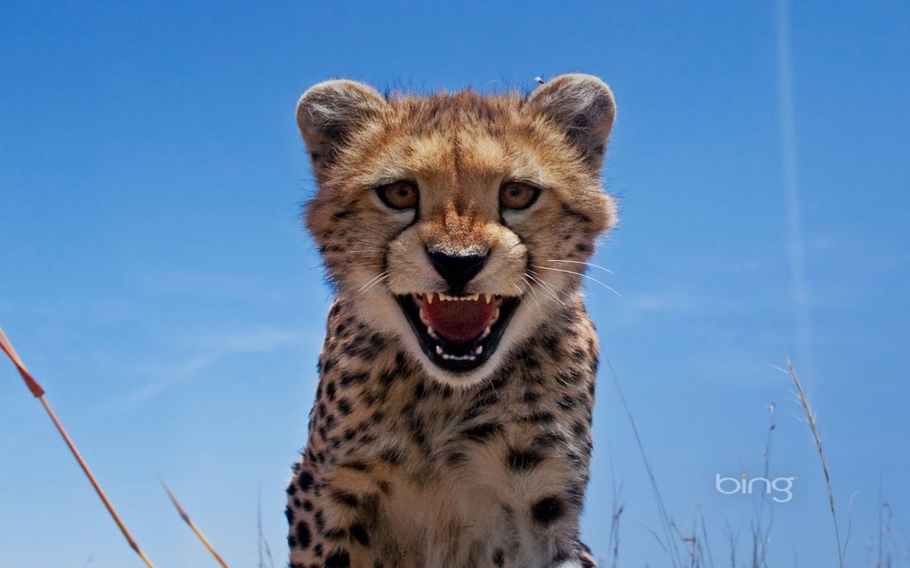 Adolescent Cheetah, Maasai Mara, Kenya