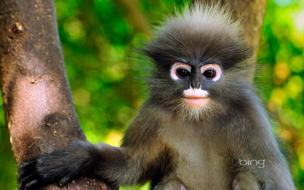 Dusky leaf-monkey, Khao Sam Roi Yot National Park, Thailand