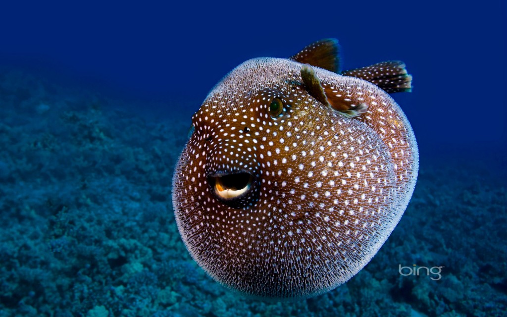 A Guineafowl Pufferfish, Hawaii