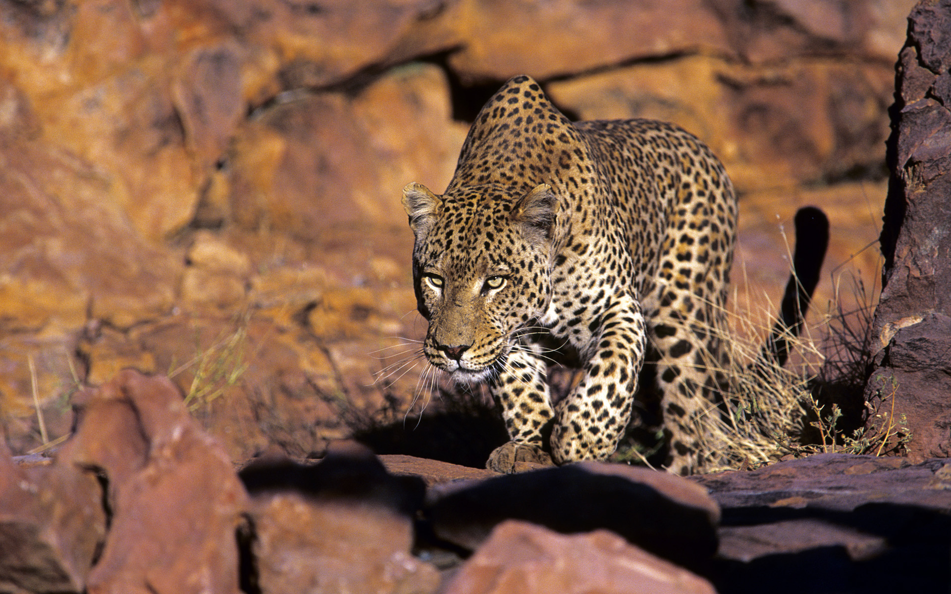 Leopard Panthera Pardus Hunting Okonjima Namibia Hd Wallpapers