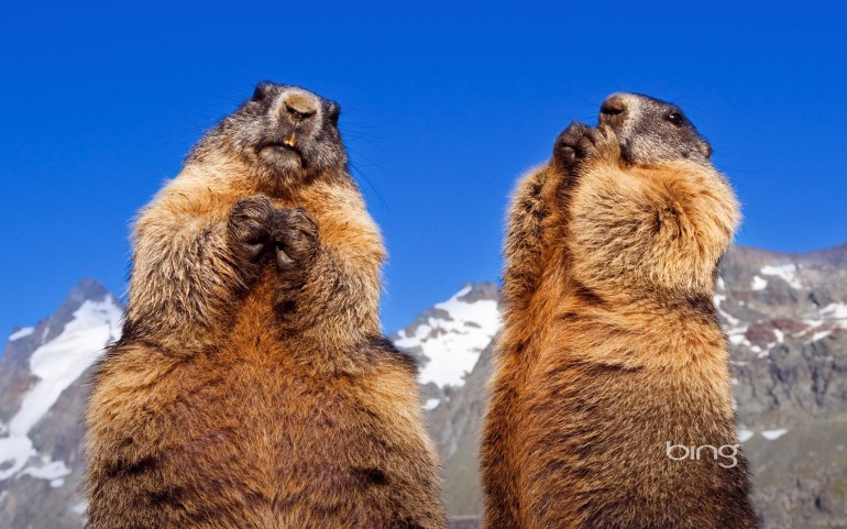 Marmota marmota in Grossglockner, Austria