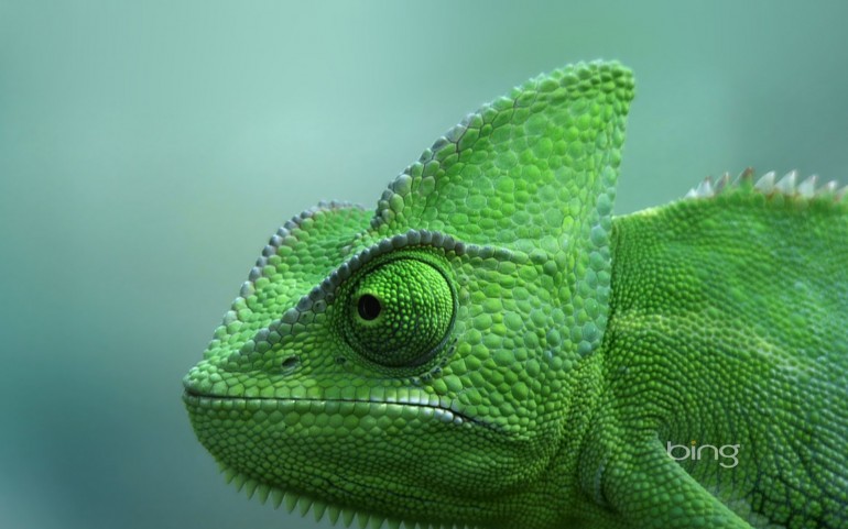 Veiled chameleon at the TerraZoo in Rheinberg, Germany