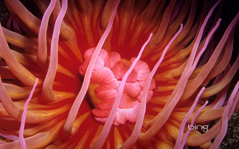 White-spotted rose anemone along the coast of the Pacific Ocean, North America