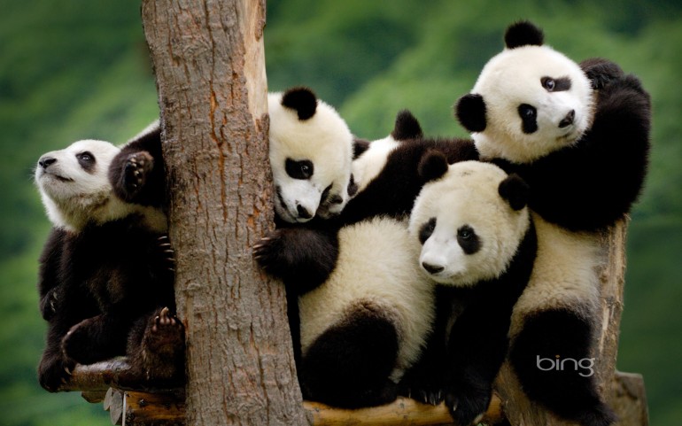 Giant panda cubs at the Wolong National Nature Reserve in Sichuan Province, China