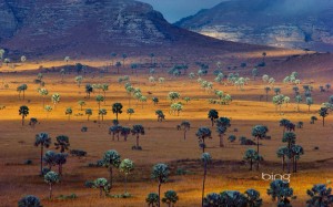 Palm trees growing on the Savanna, Madagascar