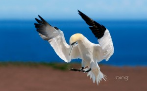 Northern gannet at Bonaventure Island and Percé Rock National Park, Quebec, Canada