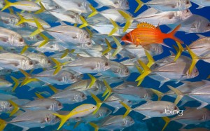 Longjaw squirrelfish swims against a school of horse-eye jacks, Lighthouse Reef, Belize