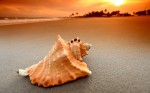 sea shell wallpaper