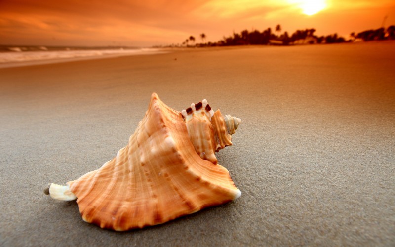 sea shell wallpaper