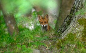 a red fox