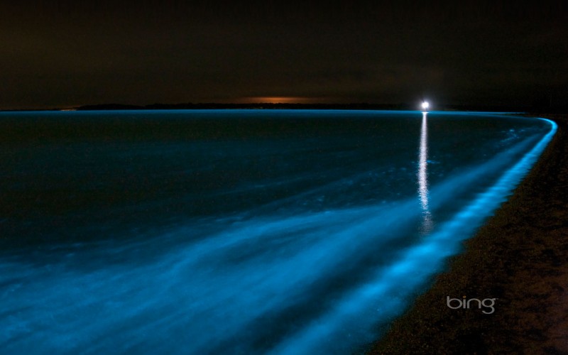 bioluminescent waves