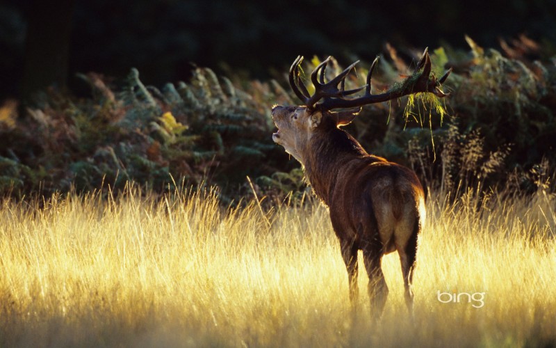 Red deer in Richmond Park, London, England