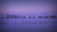 trees and snow