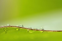 droplets in green