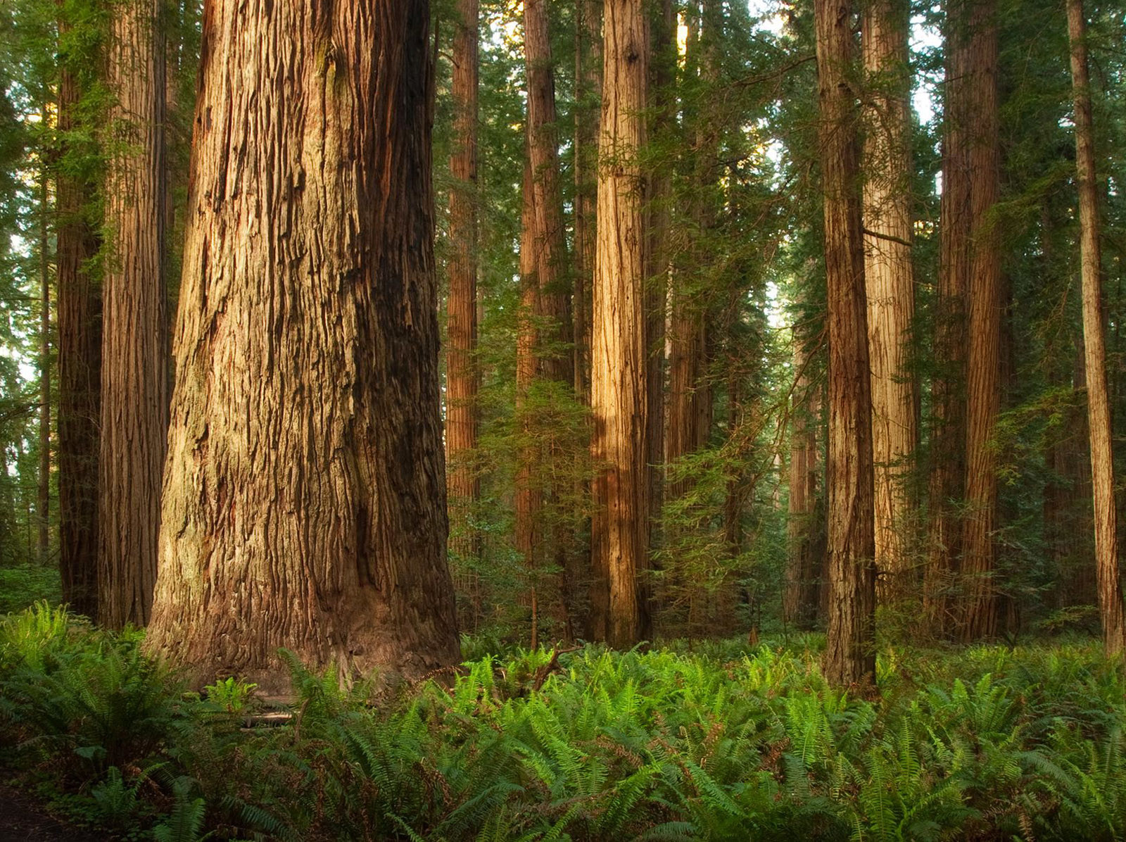 5 Amazing HD wallpapers of Redwood forests to calm your desktop | HD ...