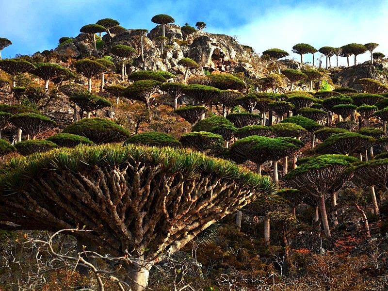 Socotra Island HD wallpapers