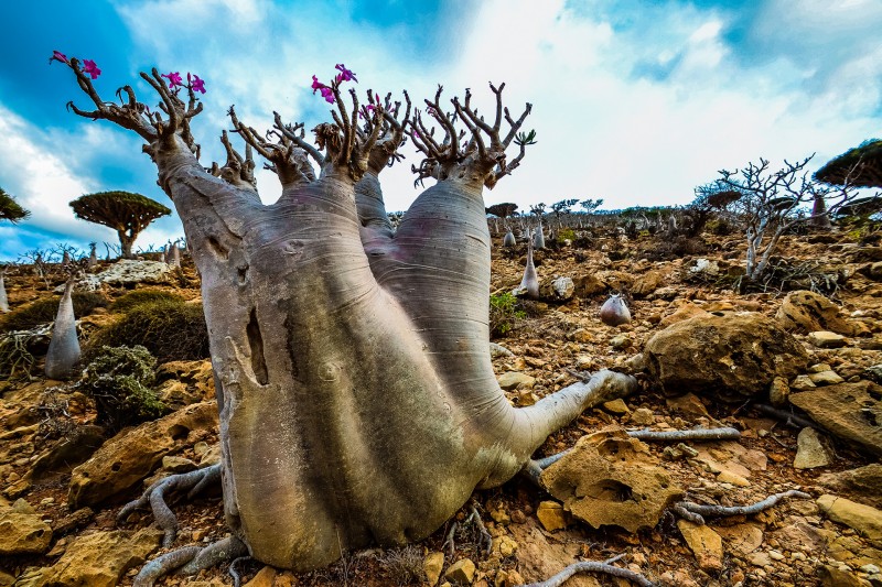 Socotra Island HD wallpapers