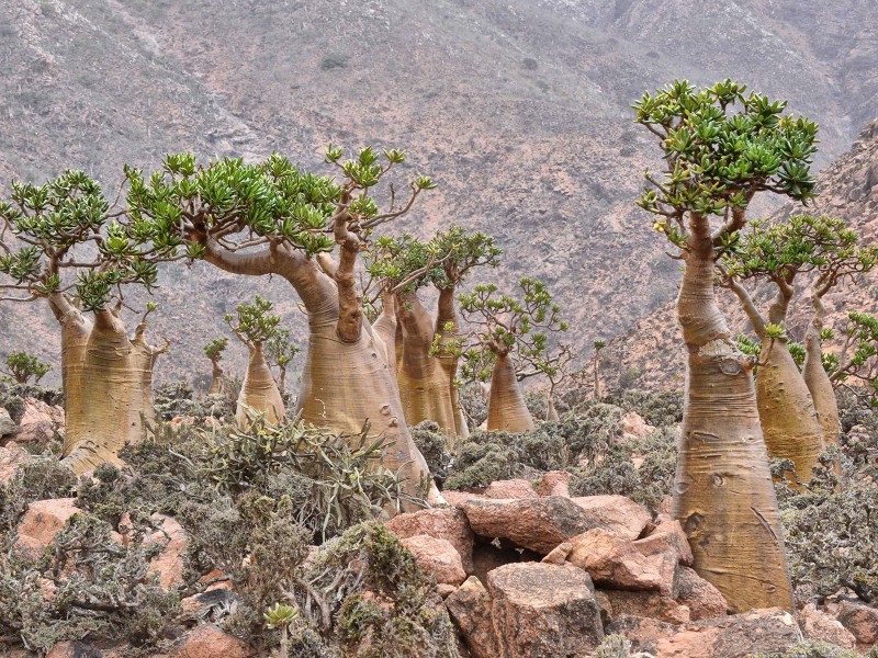 Socotra Island HD wallpapers