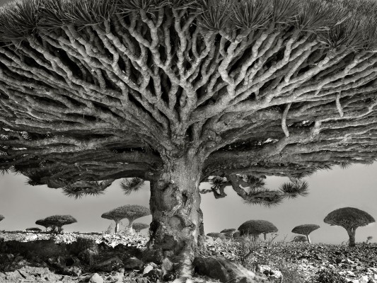 Socotra Island HD wallpapers