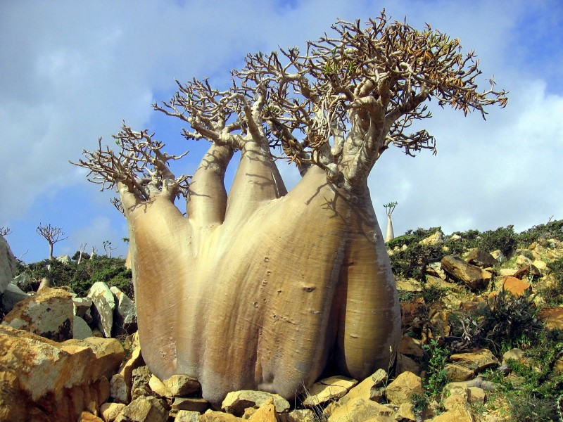 Socotra Island HD wallpapers