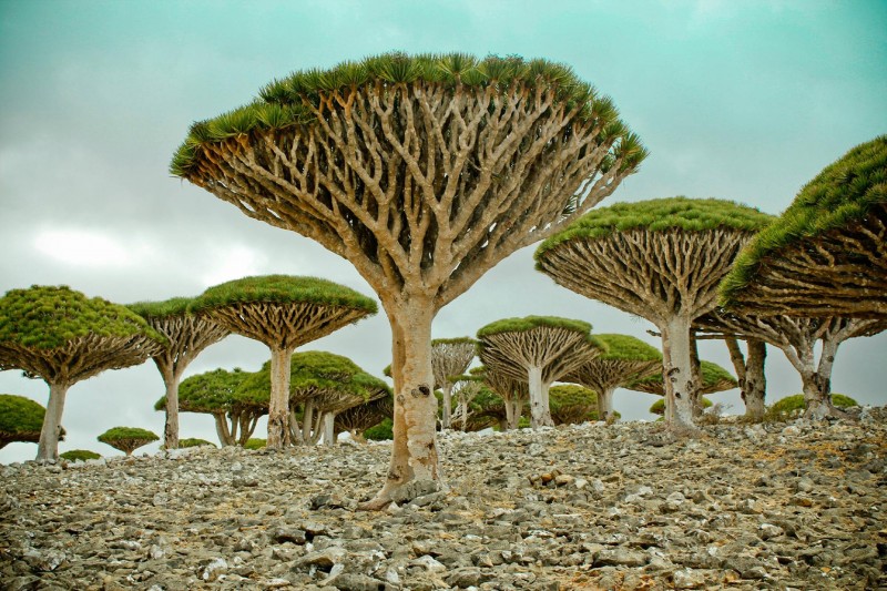 Socotra Island HD wallpapers