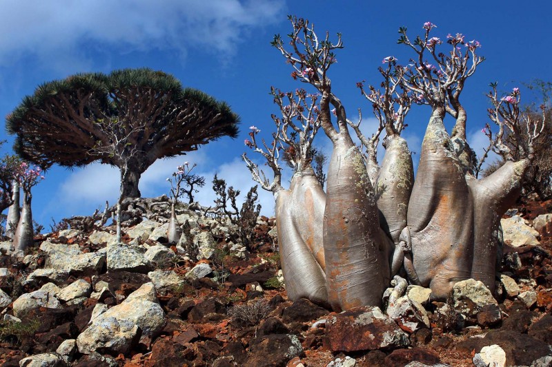 Socotra Island HD wallpapers