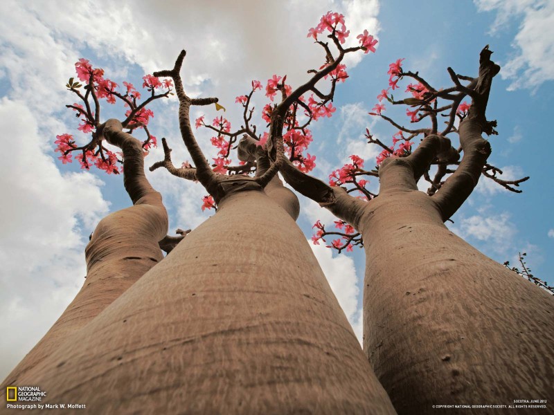 Socotra Island HD wallpapers