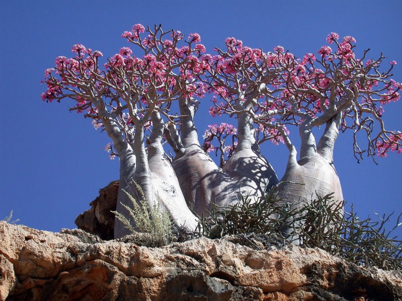 Socotra Island HD wallpapers