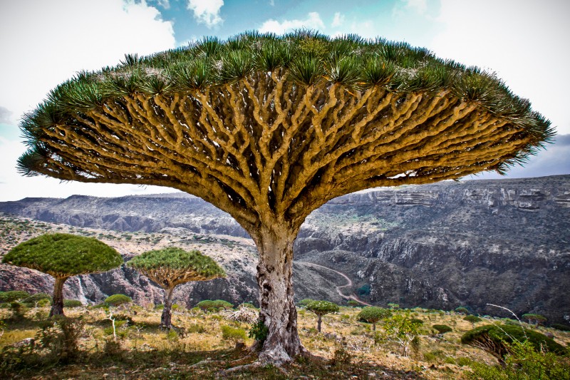 Socotra Island HD wallpapers