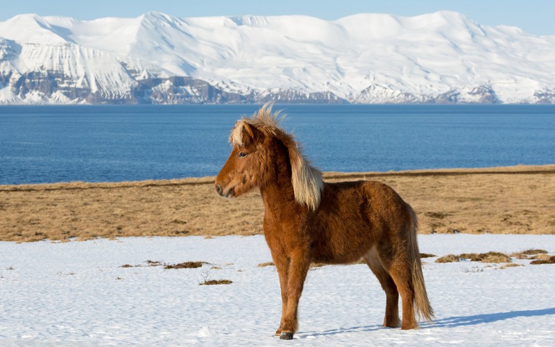 Icelandic landscapes