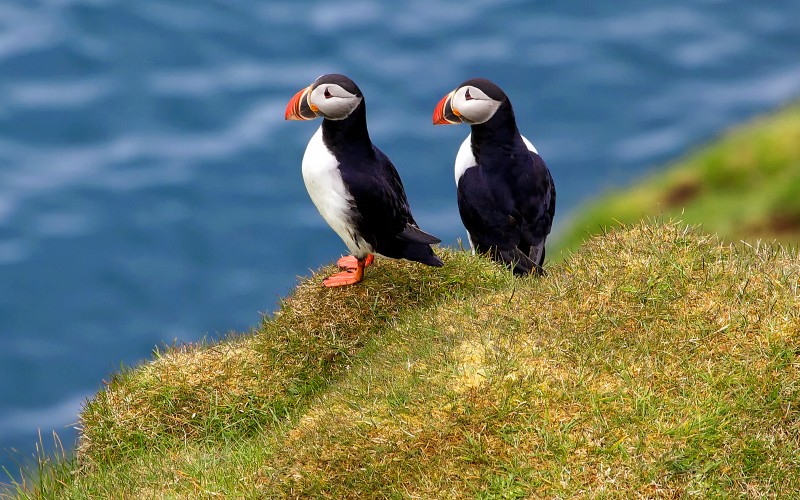 Puffins on Heimaey island