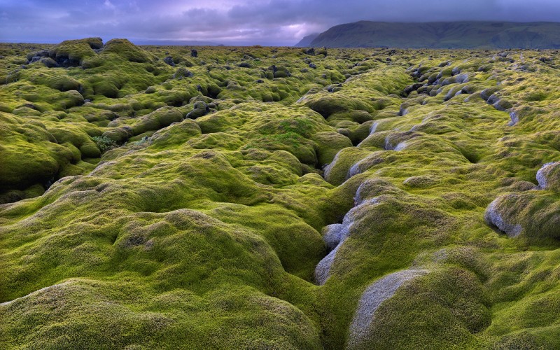 Lava Field, Eldhraun, Iceland