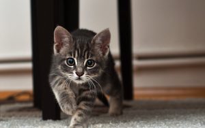 Animals 4K wallpapers kitten