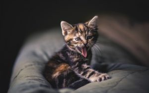 Animals 4K wallpapers kitten