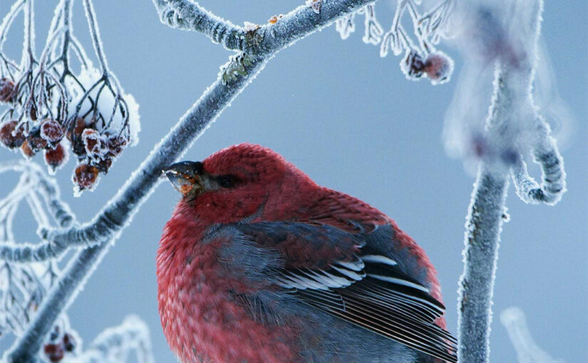 Winter animal wallpapers for Samsung S24